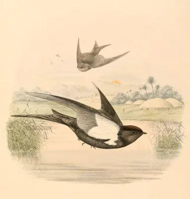 File:Psalidoprocne pristoptera antinorii 1894.jpg