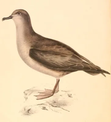 File:Procellaria cinerea 1838.jpg