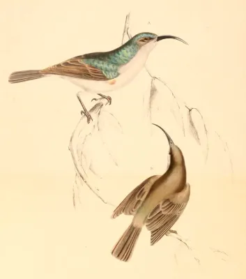File:Cyanomitra veroxii 1838.jpg