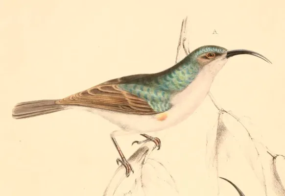 File:Cyanomitra veroxii male 1838.jpg
