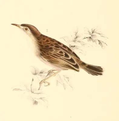 File:Cisticola cherina 1838.jpg