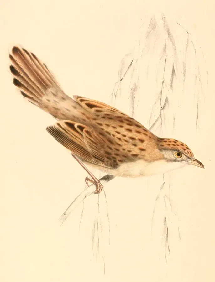 File:Cisticola natalensis 1838.jpg