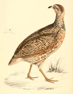 File:Scleroptila levaillantii female 1838.jpg