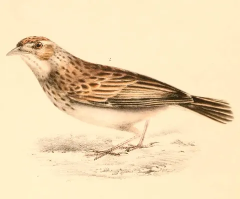 File:Mirafra cheniana cheniana 1838.jpg