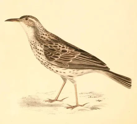 File:Certhilauda curvirostris 1838.jpg
