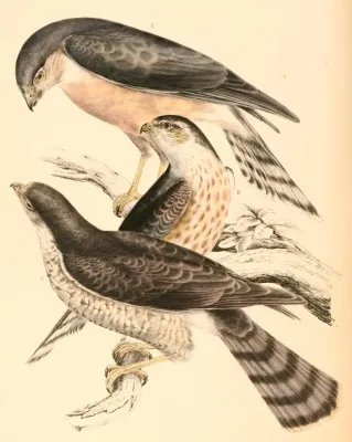 File:Accipiter rufiventris 1838.jpg