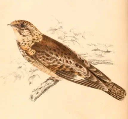 File:Caprimulgus natalensis 1838.jpg