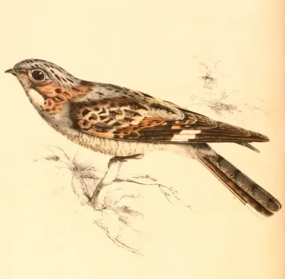 File:Caprimulgus rufigena 1838.jpg