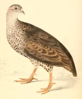 File:Pternistis natalensis natalensis 1838.jpg