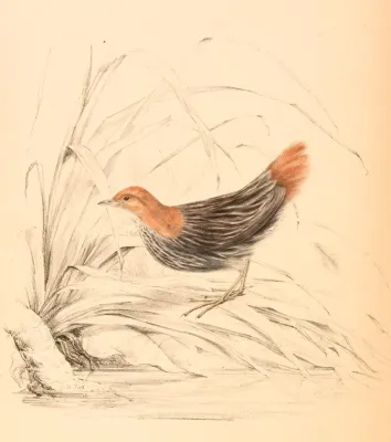 File:Sarothrura affinis affinis 1838.jpg