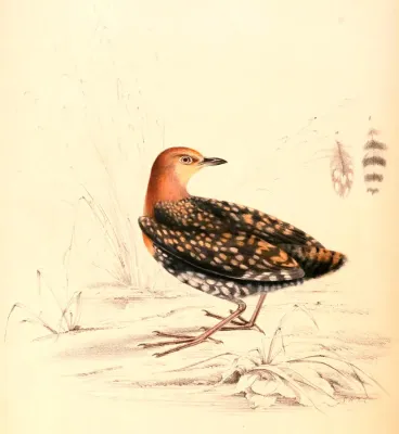 File:Sarothrura elegans 1838.jpg