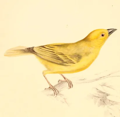 File:Ploceus subaureus subaureus 1838.jpg