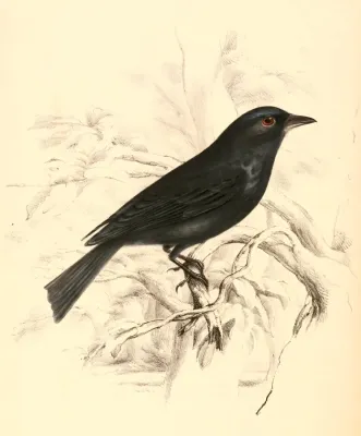 File:Dicrurus ludwigii ludwigii 1838.jpg