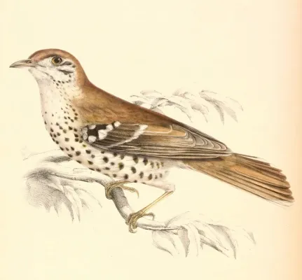 File:Geokichla guttata 1838.jpg