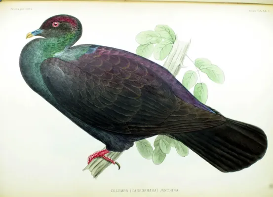 File:Columba (Carpophaga) janthina Fauna Japonica.jpg