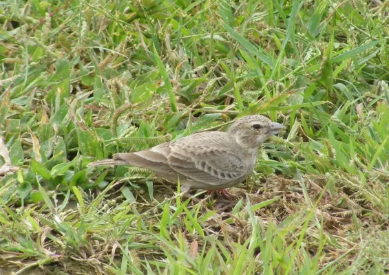 File:Ashy-crowned Sparrow-Lark Eremopterix griseus. Yavatmal, Maharashtra, India (1).JPG