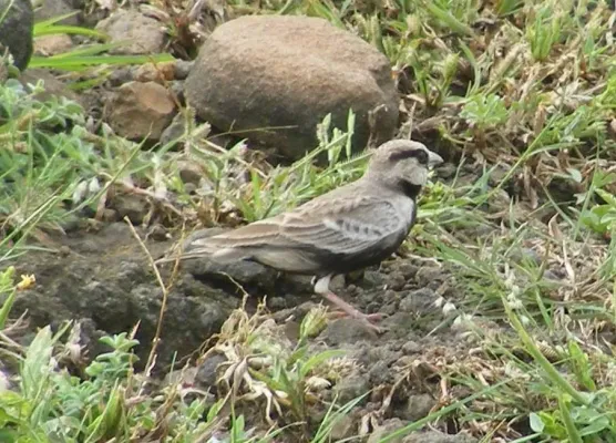 File:Ashy-crowned Sparrow-Lark Eremopterix griseus. Yavatmal, Maharashtra, India (2).JPG