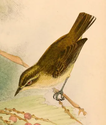 File:Phylloscopus sarasinorum sarasinorum 1898.jpg