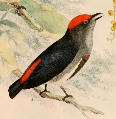 File:Dicaeum nehrkorni 1898.jpg