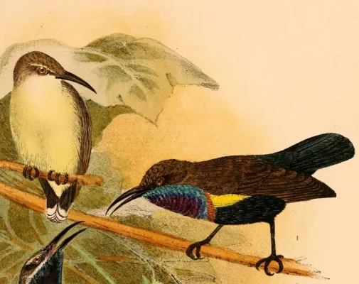 File:Cinnyris jugularis teysmanni 1898.jpg
