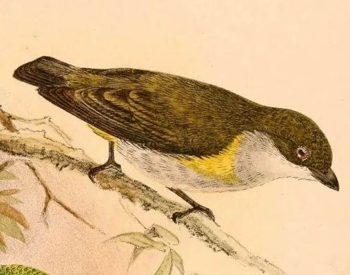 File:Dicaeum aureolimbatum 1898.jpg