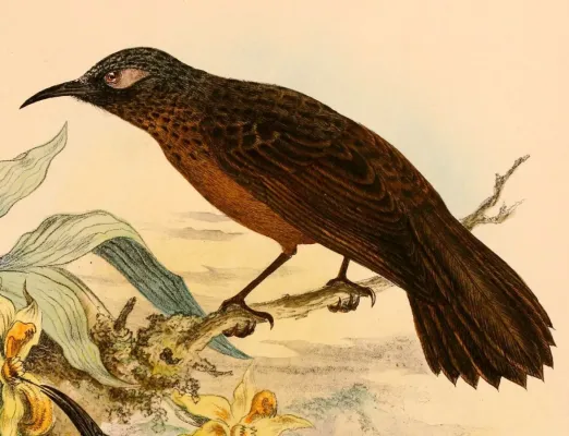 File:Myza sarasinorum 1898.jpg