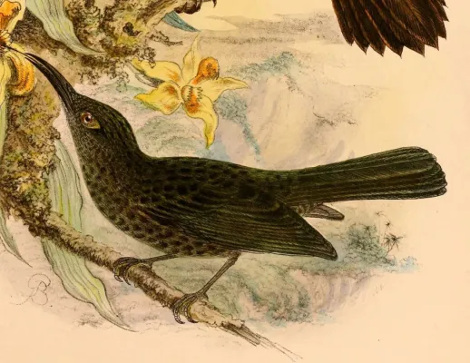File:Myza celebensis celebensis 1898.jpg