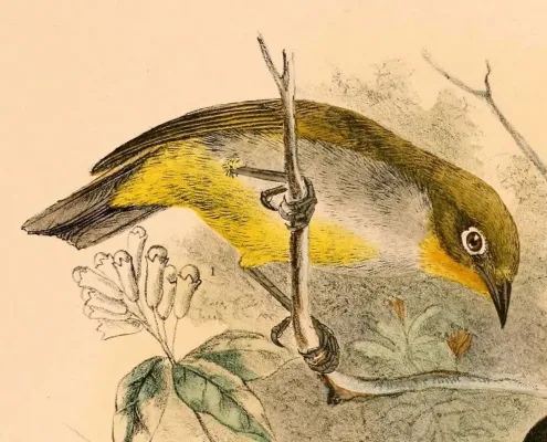 File:Zosterops everetti babelo 1898.jpg