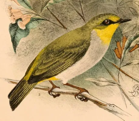 File:Zosterops anomalus anomalus 1898.jpg