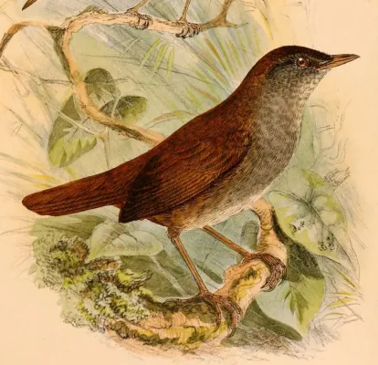 File:Locustella castanea 1898.jpg