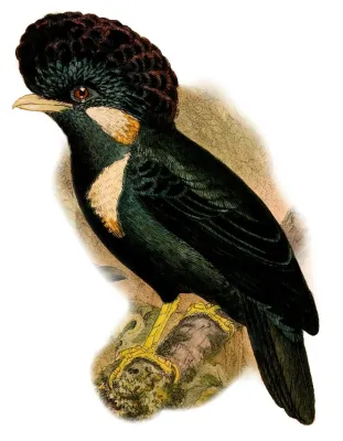 File:Basilornis galeatus 1898.jpg