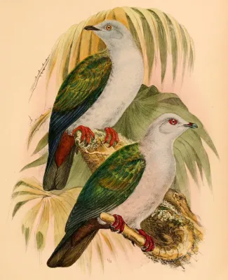 File:Ducula concinna 1898.jpg