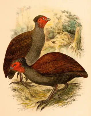 File:Megapodius cumingii 1898.jpg