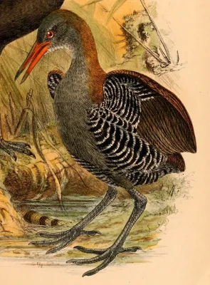 File:Aramidopsis plateni 1898.jpg