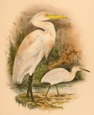 File:Egretta eulophotes 1898.jpg
