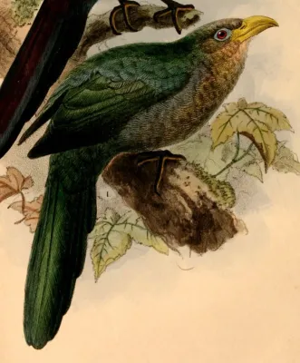 File:Ceuthmochares australis 1884.jpg