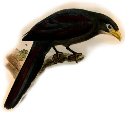 File:Ceuthmochares aereus 1884.jpg