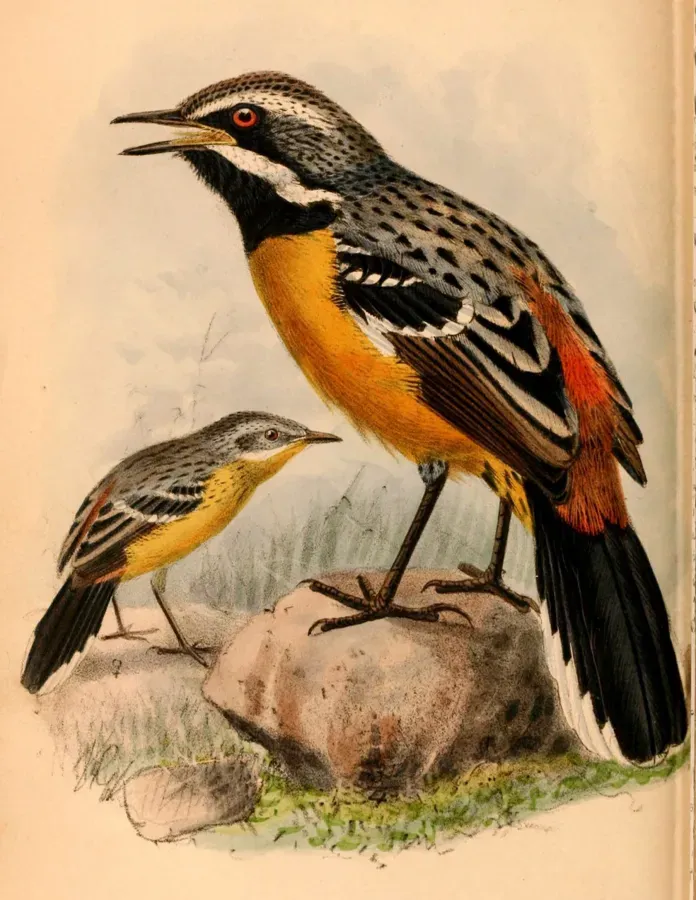 File:Chaetops aurantius 1884.jpg