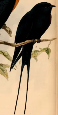 File:Hirundo atrocaerulea 1884.jpg