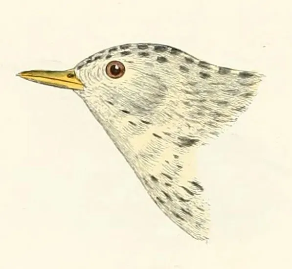 File:Anthus spragueii 1870.jpg