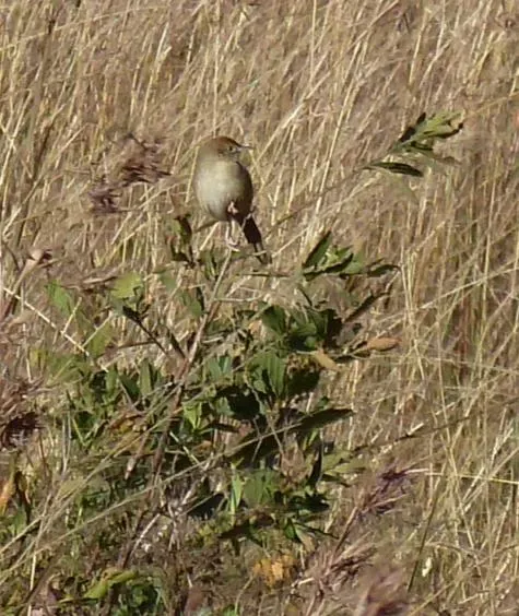 File:Cisticola lais, Louwsburg.jpg