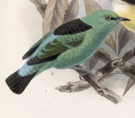 File:Dacnis viguieri 1902.jpg
