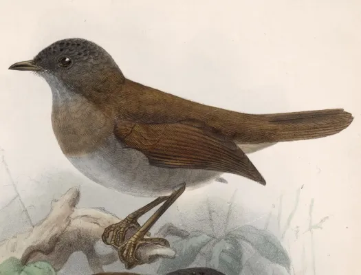 File:Catharus gracilirostris 1902.jpg