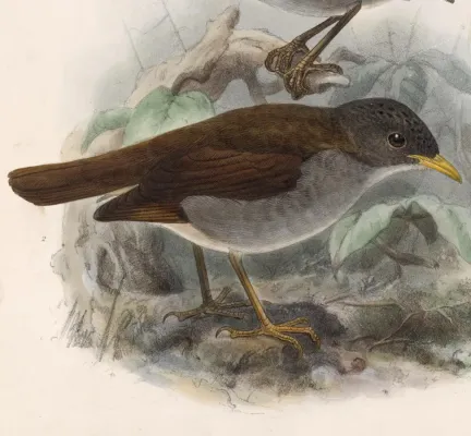 File:Catharus aurantiirostris griseiceps 1902.jpg