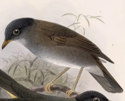 File:Catharus mexicanus 1902.jpg