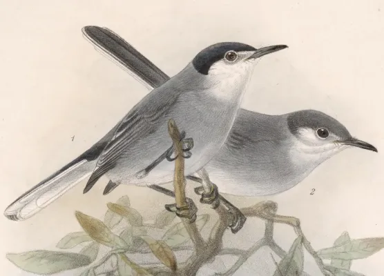 File:Polioptila albiloris 1902.jpg