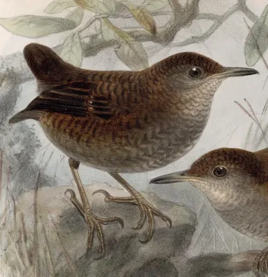 File:Microcerculus philomela 1902.jpg
