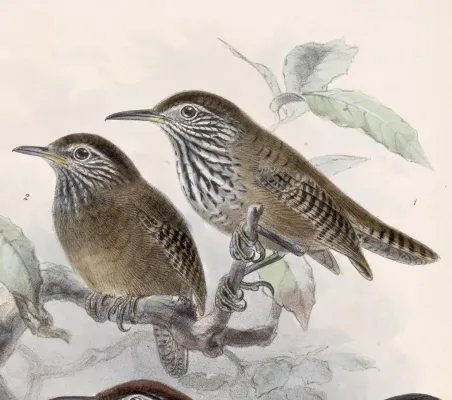 File:Cantorchilus thoracicus 1902.jpg