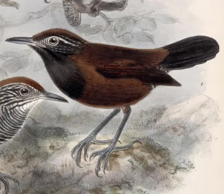 File:Pheugopedius atrogularis 1902.jpg