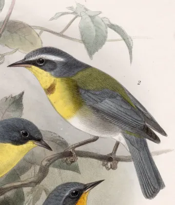 File:Oreothlypis superciliosa 1902.jpg